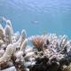 Coral bleaching tipped to be next attraction on Great Barrier Reef 