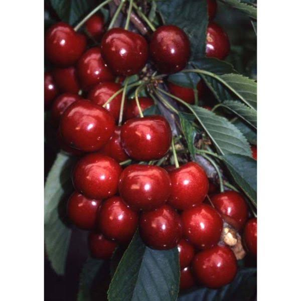 Aylings Garden Centre & Tea Room