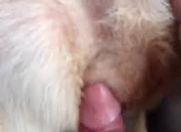Guy fuck female dog gaybeast com siterip jpg x Guy gets fucked by dog
