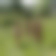 голышом на даче|Жена в возрасте загорает голышом на даче (36 фото)