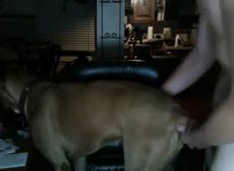 Guy fucks female dog from behind on cam jpg x Man fucking female dog