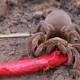 Maningrida's 'horror tarantula plague' more hype than reality, expert says 