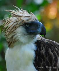 philippine eagle