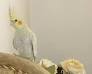 Image result for u202bپرنده اي به نام مرغ عشقu202c