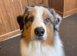 Tiktoker denise frazier arrested for unnatural intercourse ye dyadclomyljinuft maqjtbcbirzo jpg x Wisconsin fucks dog