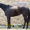 【大阪杯予想】エフフォーリアほか有力馬の馬体をチェック ...