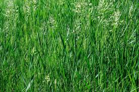 skinny mature spreading|Garden weeds | BBC Gardeners World Magazine