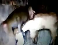 Angry zoophilia monkey fucks a lost hentai slut jpg x Monkeys fucking