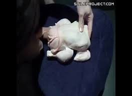 Chicken porn zoofilia porn jpg x Fucking chicken