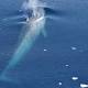 Antarctica's blue whales are split into three populations 