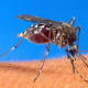 Mosquitoes in Weld County test positive for West Nile virus 