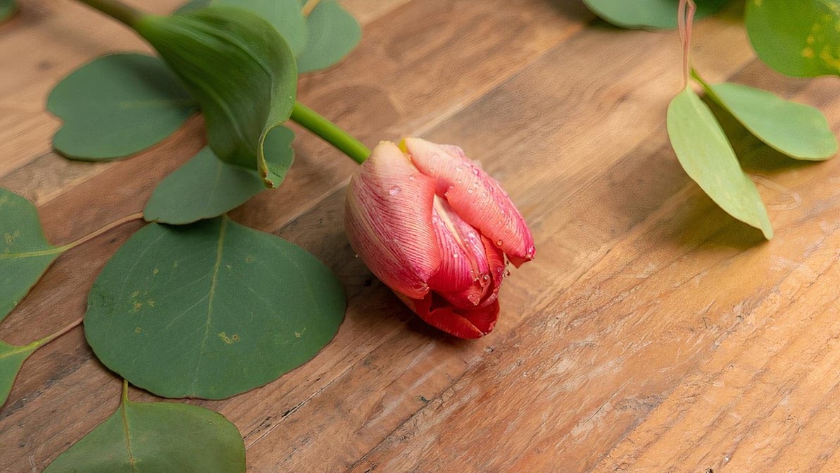 Flower Outlet & Gifts by null