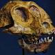 Computer Imaging Reveals Secrets of Ancient Skull 