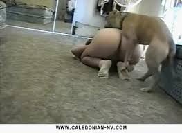 Girl fuck big dog porn videos letmejerk jpg x Big dog fucks girl
