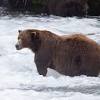 Fat Bear Week Contestants
