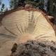 Drought kills 102 million trees in California, says report - Las Vegas Review