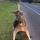 Dead kangaroo found dressed up on side of road in Melbourne's north-east in 'tasteless stunt' 