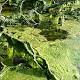 Florida Gov. Rick Scott Declares State of Emergency Following Algal Blooms 