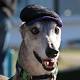 Greyhounds grace Brisbane's South Bank as part of Australia-wide awareness ... 