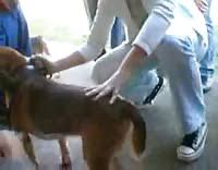 Gay dog sex jpg x Gay dog sex