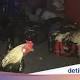 Polisi Grebek Lokasi Judi Sabung Ayam Terbesar di Ambon - Detikcom (Siaran Pers)