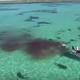 Drone video captures shark feeding frenzy from above 