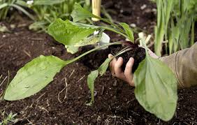 skinny mature spreading|Peperami Original Salami 22.5G - Tesco Groceries