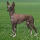 Lab Report: Gene Researchers Map Out Dog Family Tree 