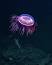 The Intriguing History of Jellyfish ile ilgili video