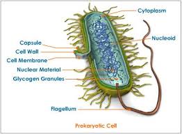 MICROBIOLOGY | kiddy biology