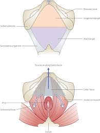 pubis spread|What are vaginal and vulvar cancers?