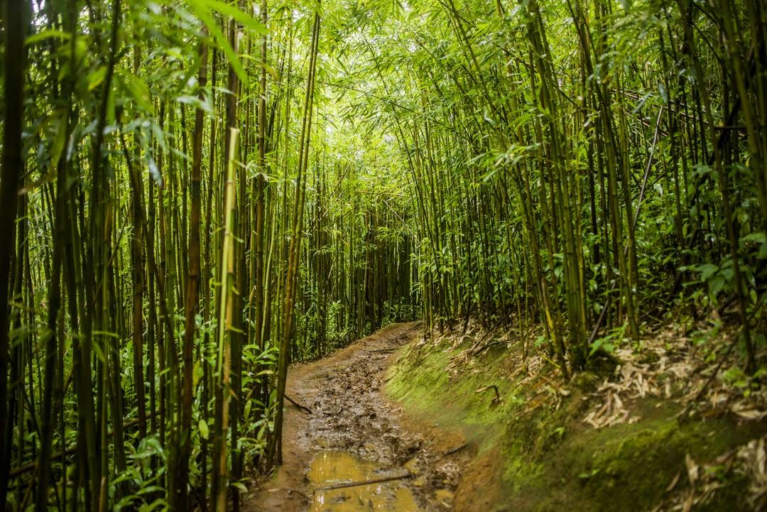 Manoa Falls by Google