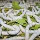 Silkworms Spin Super Thread After Munching on Graphene 
