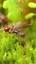 The Intriguing World of Ants ile ilgili video