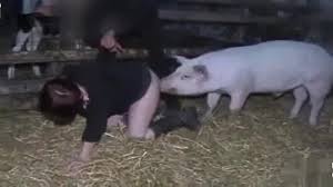 Pig fuck jpg x Pig fuck