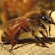 Virginia Tech study aims to help explain honeybee losses 