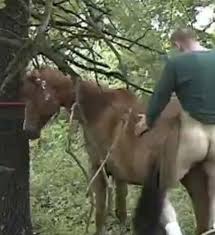 Guy fucks super hot mare gaybeast bestiality porn with man jpg x Guy fucks mare