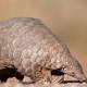 World unites to save pangolin 