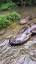 O Fascinante Mundo das Salamandras ile ilgili video