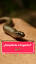 La Fascinante Historia de las Serpientes Sin Patas ile ilgili video