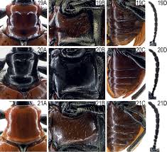 tokyohot e837|Three new species and five new records within the genus Lilioceris  (Coleoptera, Chrysomelidae, Criocerinae) from China