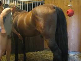 Big stallion horse orgasm twink boy max furry gay sex wild life furries pornhub gay jpg x Gay horse sex