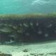 Unhealthy table corals threaten Great Barrier Reef fish 