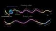 Ökaryot ve Prokaryot Hücreler Arasındaki Farklar ile ilgili video