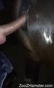 Man horse sex videos guy mare porn jpg x Guy fucks horse
