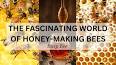 The Fascinating World of Beekeeping ile ilgili video