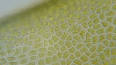 Foto Kloroplastların Yapısı ve İşlevi ile ilgili video