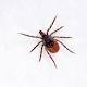 7 Ways to Give Ticks the Slip 