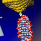 World's smallest diode made from a single DNA molecule 
