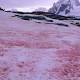 Pink Snow Looks Awesome, But Is Another Climate Change Indicator 